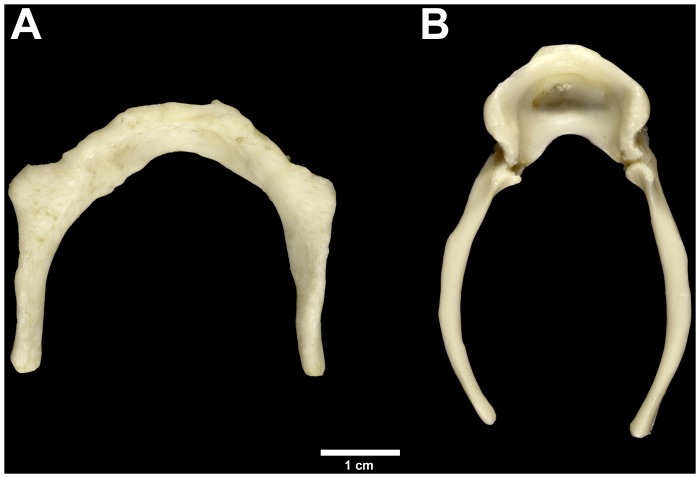Ossos hioides de Homo sapiens e de chimpanzé lado a lado